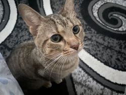 3 Year old cat needs a new home