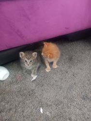 3 kitties 4 sale