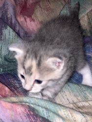 grey female kitten