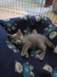 Gray Rescue Kitten