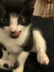 Kittens for sale in Poughkeepsie ny