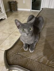 Grey kitten for sale