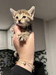 Kitten needs a new home!