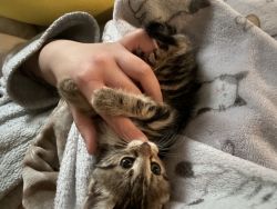 Kitten needs new home