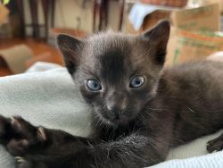 Black Kitten Adoption