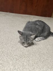 Kitten-Gray/ Free adoption