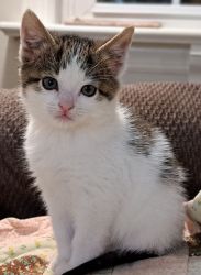 Adorable, VERY sweet kitten needs adopted