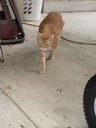 Free Orange Tabby Cat