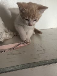Kittens need new homes
