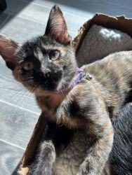 Adventurous, Affectionate Young Tortie Cat