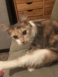 Beautiful and Friendly Dilute Calico Looking for Forever Home!