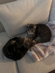 2 cats looking to re home
