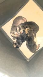 New born Kittens for sale