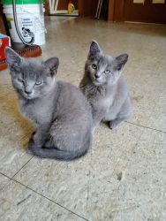 3 Grey Kittens