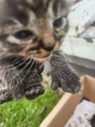 Polydactyl kittens