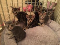7weeks kittens ready for a new home!