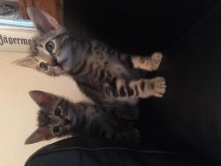 Adorable 2 Male Kittens Ready For A New Home!