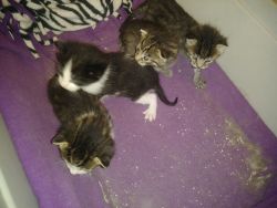Kittens looking for Fur-ever homes
