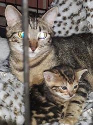 Beautiful Bobcat Hybrid Kittens For Sale (F2)