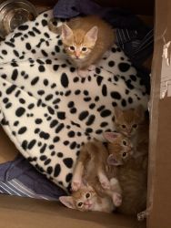 Orange Kittens