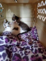 Two foster kittens for adoption