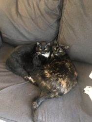Two cats to good home