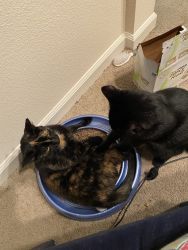 Rehoming 2 sweet kitties
