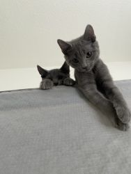 Adorable brother and sister kittens for sale!