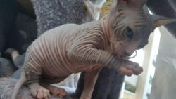 Adorable phynx kitten for sale