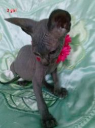 Canadian Sphynx. Left Girl And Boy. Harry Up!!!