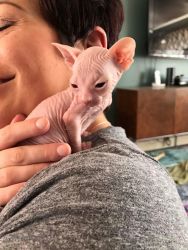 4 week old donskoy hairless kitten