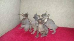 Sphynx kittens for adoption