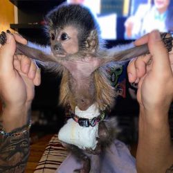 baby capching monkey for sale