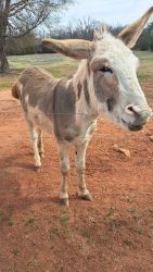 18 months old male donkey