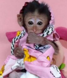 Marmoset Monkeys for SALE