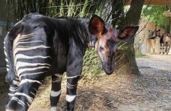 OKAPIS FOR SALE 13MONTHS OLD