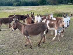Wholesale price for 9 donkeys “Family”
