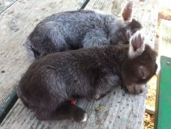 Donkey Babies Available