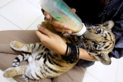 Tiger Cubs available