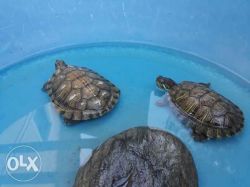 2 Pet turtles
