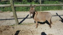 2 year old female mini donkey $500