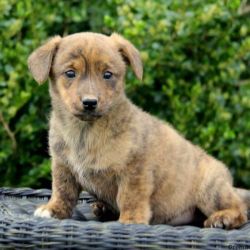 Dorgi Puppies For Sale