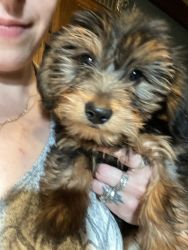 Gorgeous dorkie puppies for sale