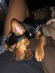 1 year old Dachshund Yorkie Mix Needs A New Home!