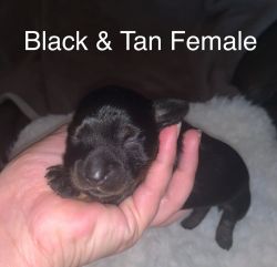 Rehoming Dorkie Puppies (Dachshund Mother, Yorkie Father)
