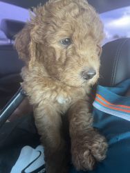 7 week double doodles available