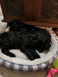 double doodle male and a female six week ready to sell