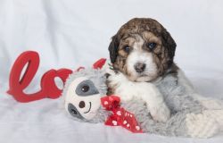 Mini Golden Doodle/Labradoodle Puppies for Valentine's Day