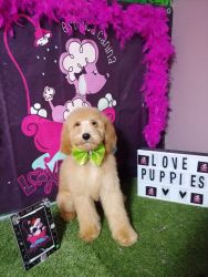 Cutest standard poodle puppies,