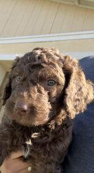 Double Doodle puppies looking for their forever home